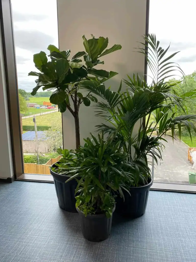 Bespoke pot plants display at PortSwigger consisting of Kentia Palm, Ficus Lyrata and Strelitzias