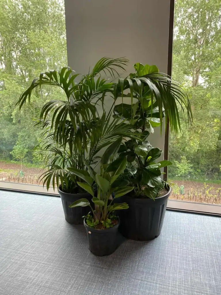 Cluster of live plants for PortSwigger's workspace