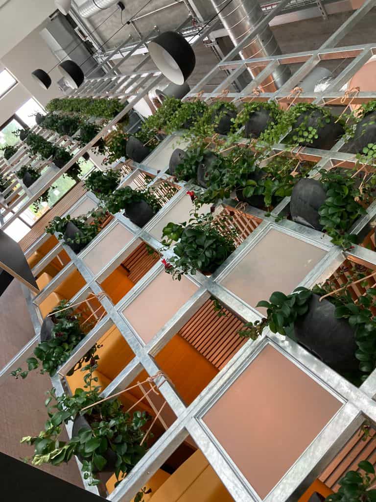 Pot plants at PortSwigger will require regular maintenance from I Want Plants plant technicians