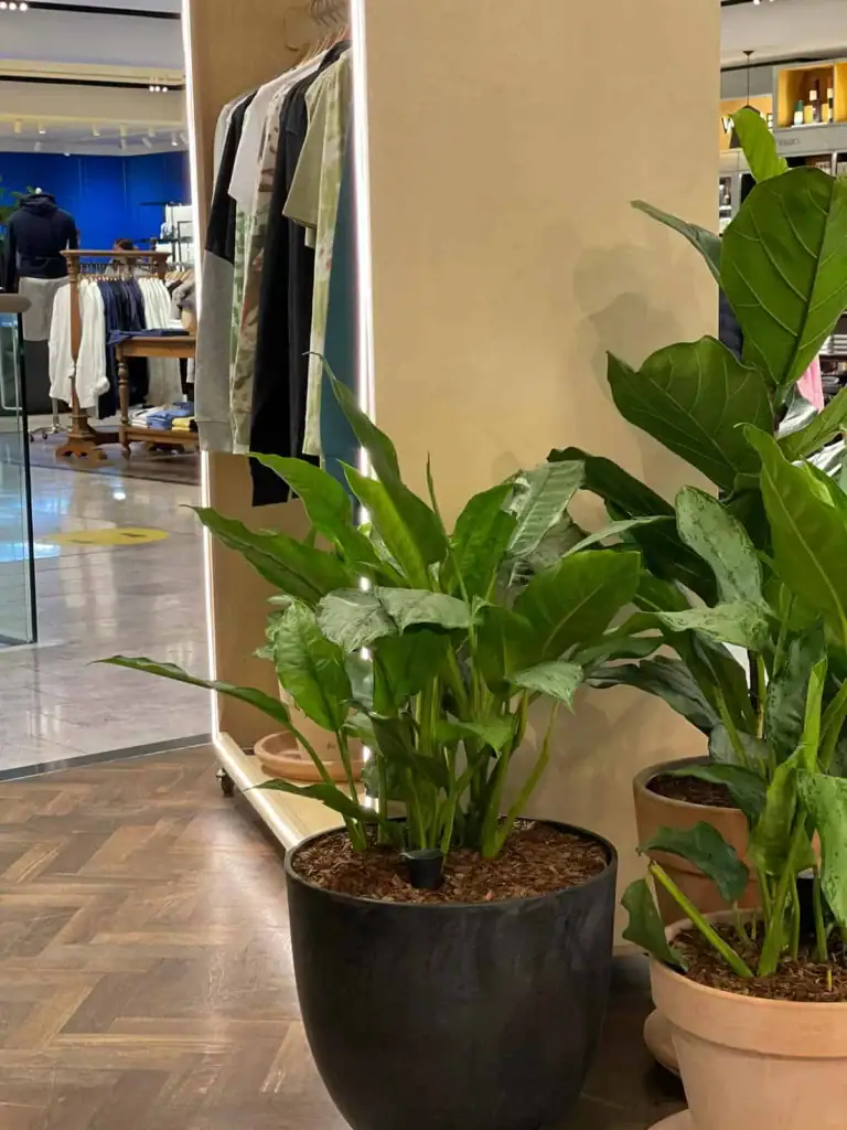 Freestanding pots with live planting at Selfridges
