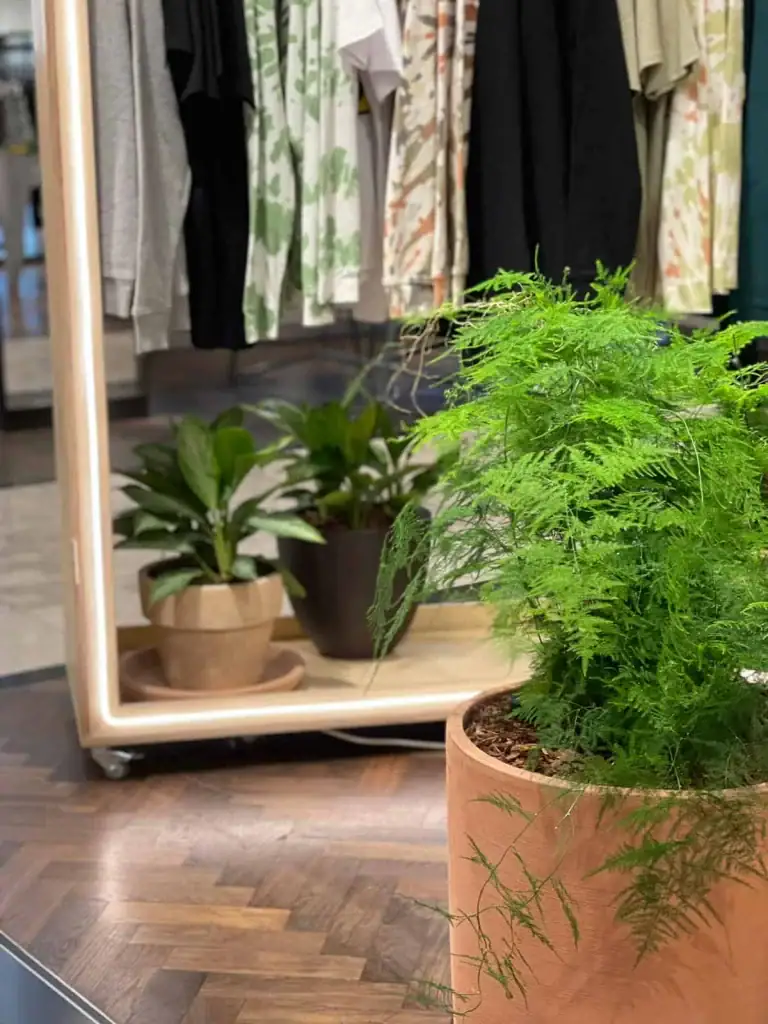 Variety of pot plants for Selfridges Manchester and London