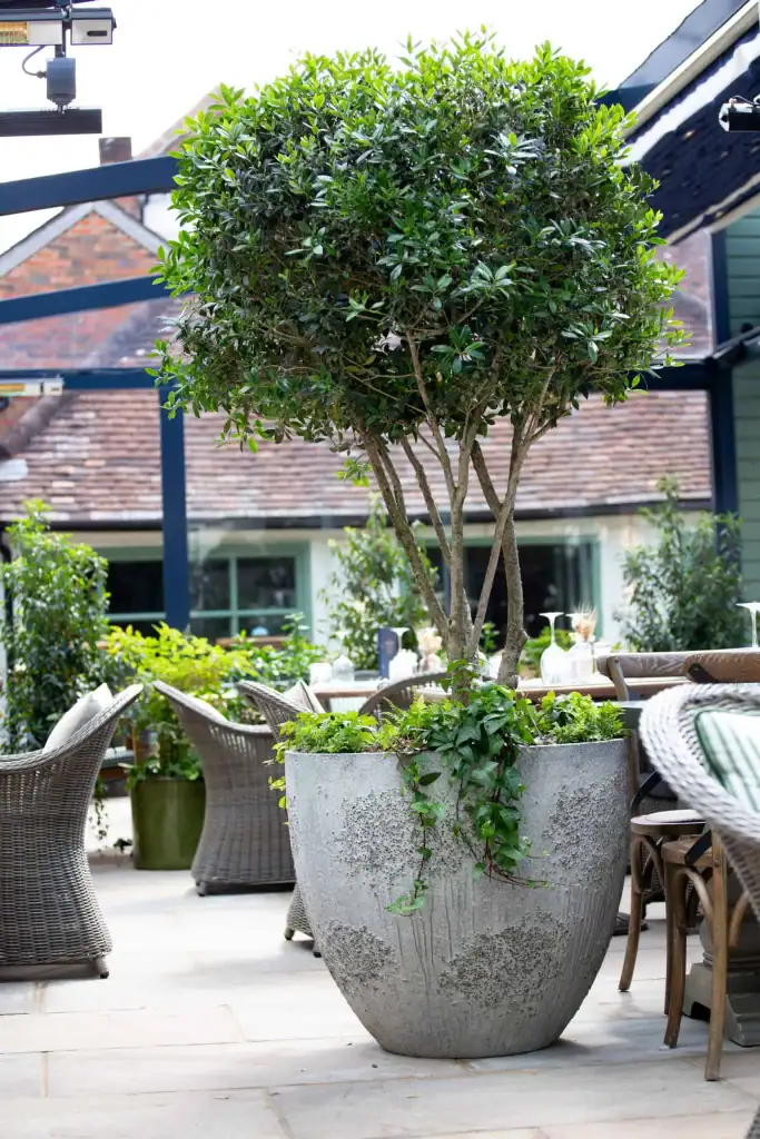 Large live multi stem plant in aged pot at The Bull Henley