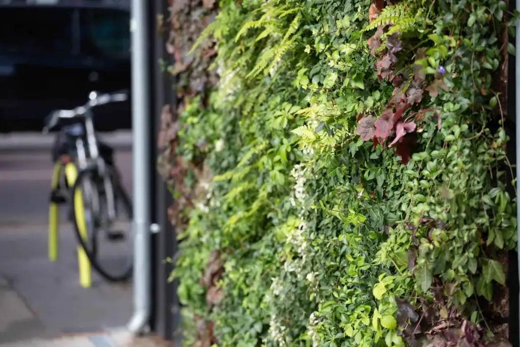 Dryopteris Erythyrosora, Euonymous Fortunei, Harlequin and Radicans, Hedera Helix, Heuchera Purple Palace, Pachysandra, Polystichum, Polyblepharum, Vinca Minor in the HYVERT living wall at Unicorn Grocery Store, Chorlton