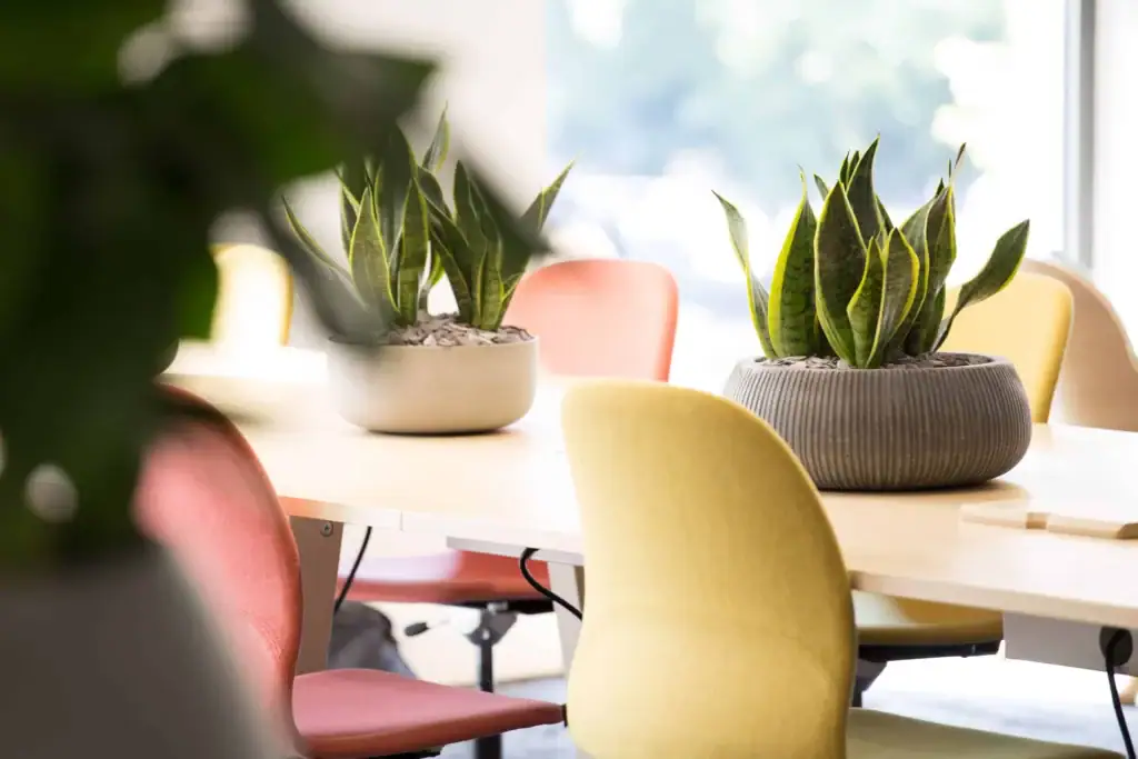 Table top plants at Bruntwood Union Building