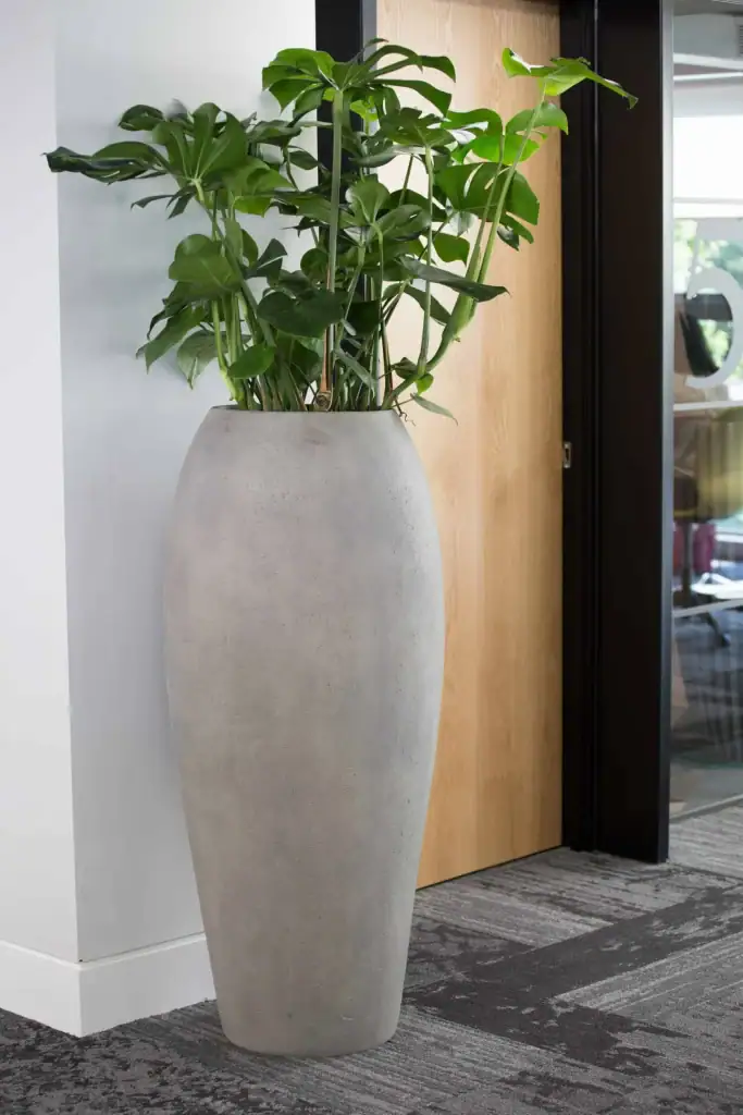 Union, Manchester freestanding pot with monstera plant
