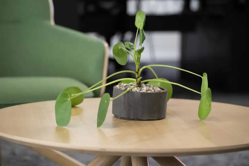 Miniature Sansevieria and Sempervivum featured in 16 table top planters at Bruntwood Union
