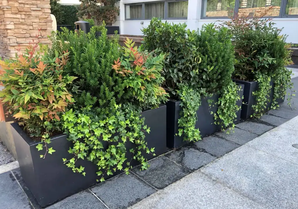 Matt black troughs planted with Taxus balls, mixed evergreen shrubs and trailing ivy at Vermilion, Manchester