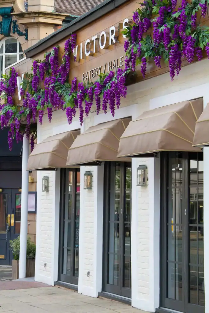 Purple wisteria at the entrance of Victors, Hale, Cheshire