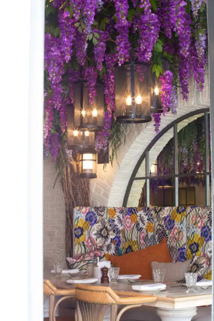 Purple wisteria plant display in Hale, Cheshire