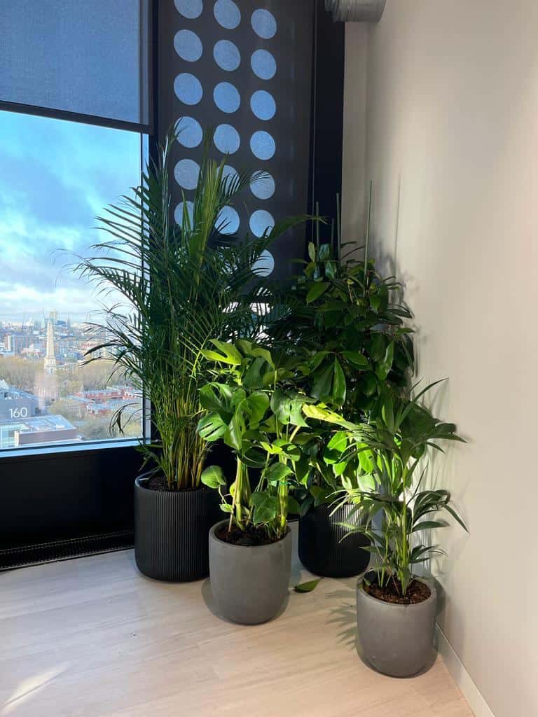 Cluster of live plants by I Want Plants for Brainlabs
