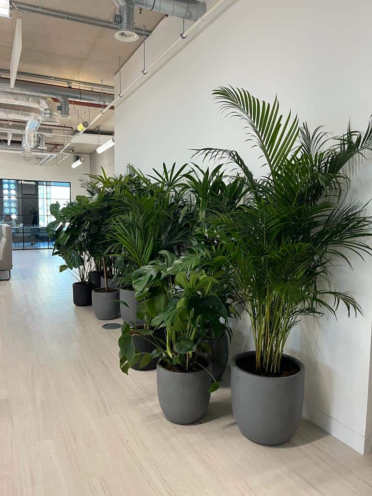 Brainlabs live pots planting scheme including live Kentia Palm, Ficus Lyrata, Ferns