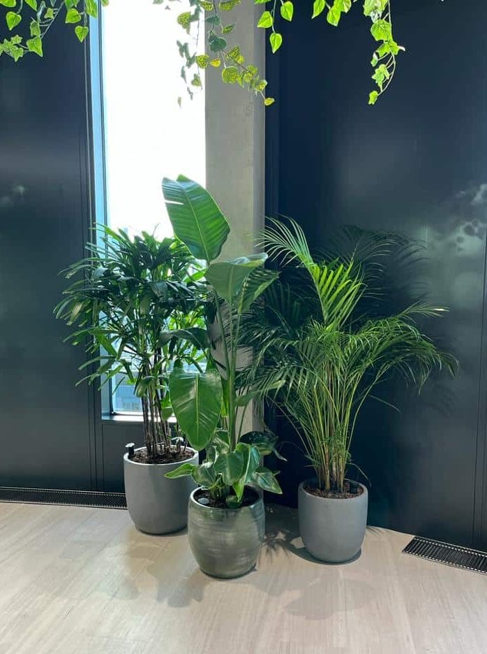 Freestanding cluster of live planting by I Want Plants for Brainlabs