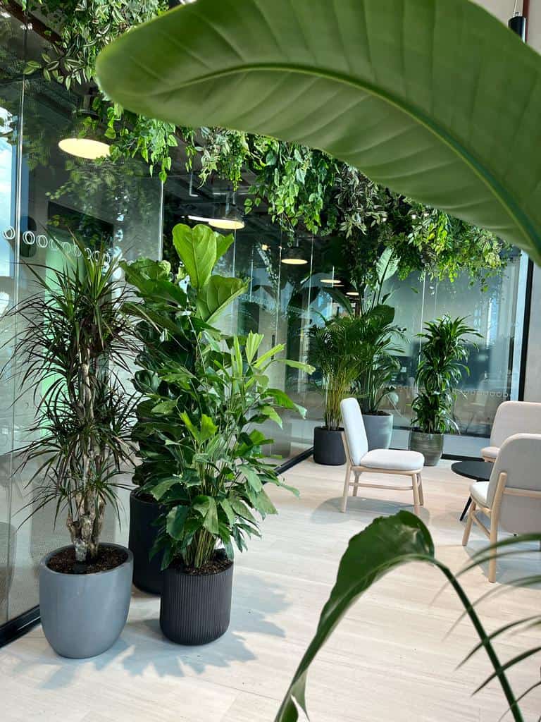 Brainlabs, London, live planting scheme of Areca palm, Rhapsis palm, Strelitzia, Schefflera, Philodendron