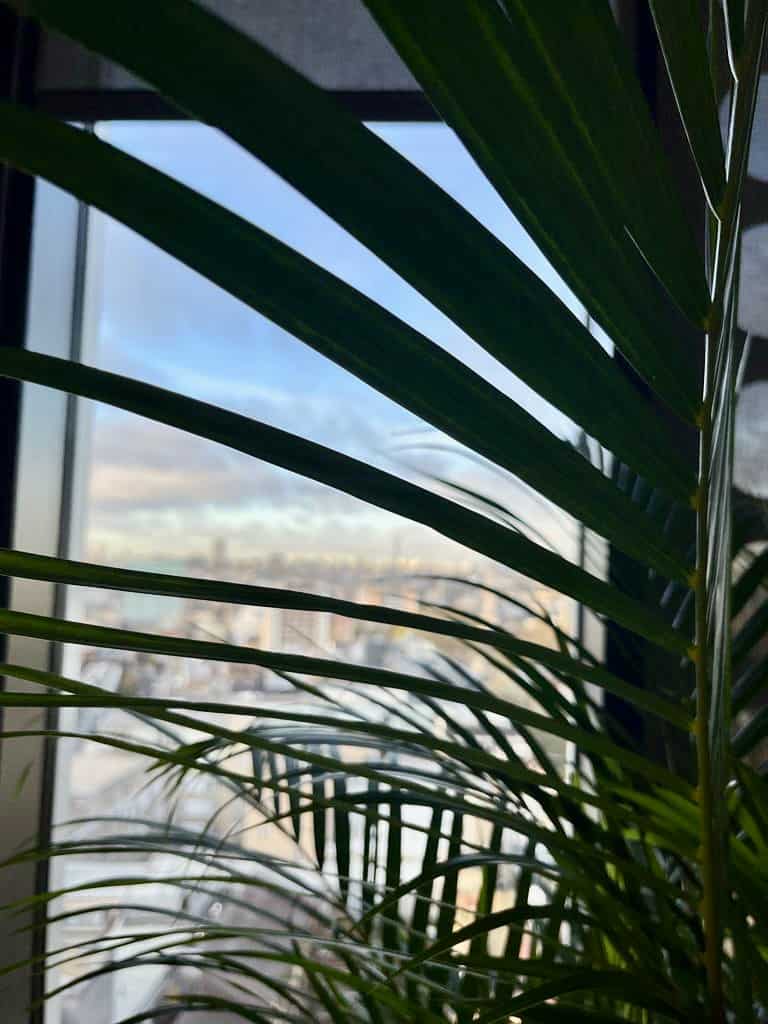 Close-up shot of Areca palms included in the planting scheme for global digital marketing company, Brainlabs, London