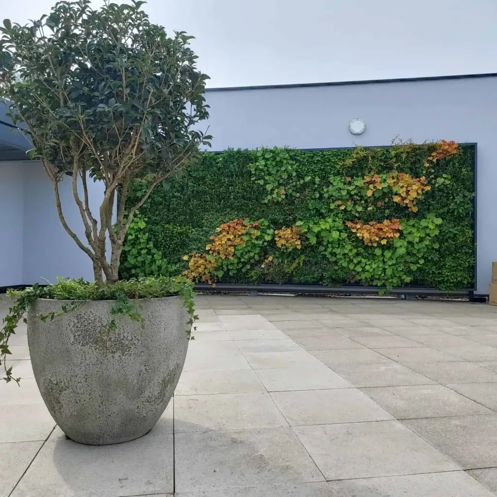 Multi Stem plant in textured container with HYVERT living wall in background at x and y manchester