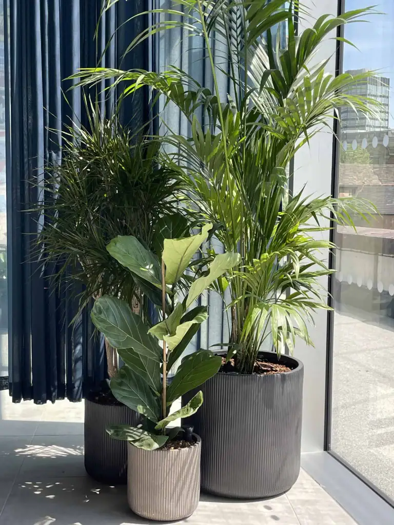 x and y manchester floor standing live plants in pots
