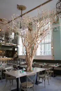 Mowgli Liverpool tree made by i want plants