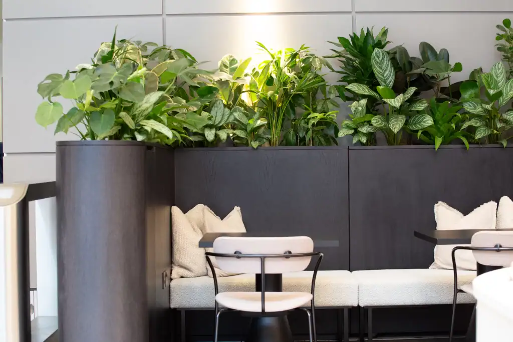 Live plants including Ficus Elastica, Monstera, Aglaonema, Strelitzia, Schefflera, Lyrata for 5 St Paul's Square, Liverpool