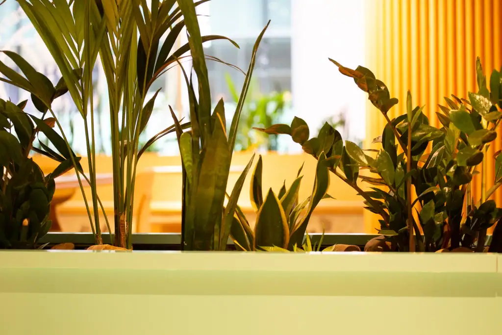 live planting displays to Bruntwood Plaza liverpool communal areas by i want plants