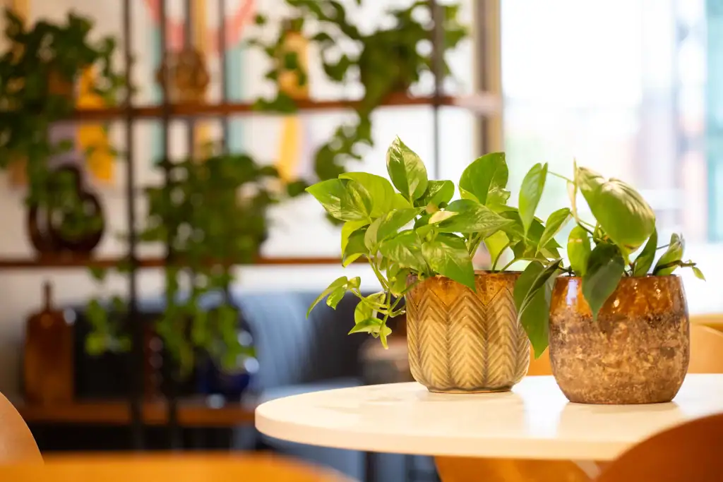 live plants at plaza liverpool communal area by i want plants