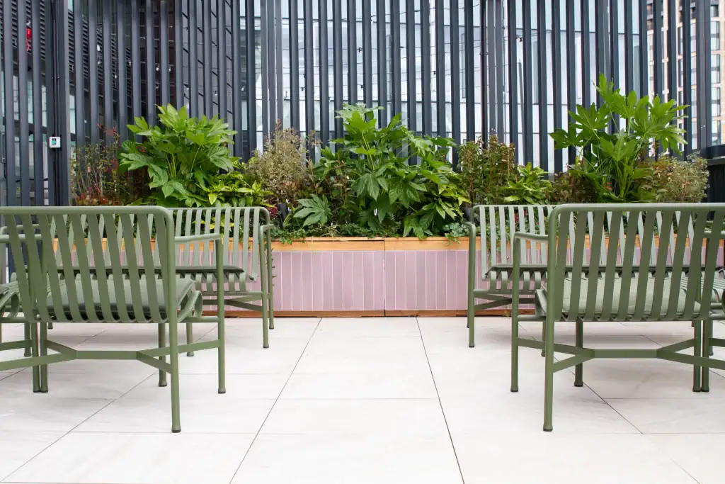 Rooftop planting at 5 St Paul's Square including Fatsia, Red Robin, Skimmia, Osmanthus and Pittosporum