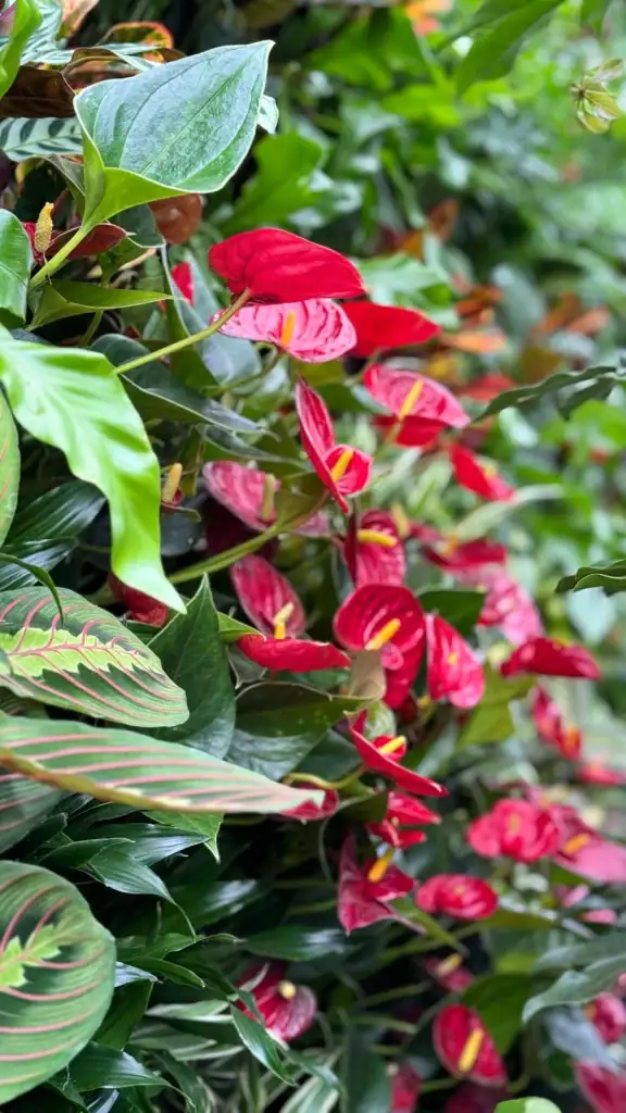 Internal HYVERT Living wall plant species