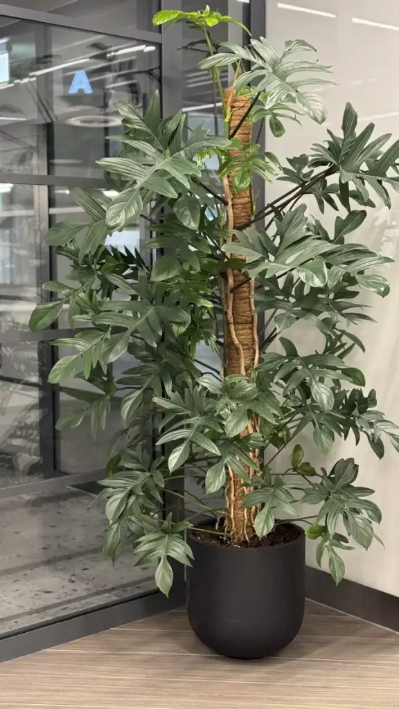 Office Plant in container at 17 York Street Manchester