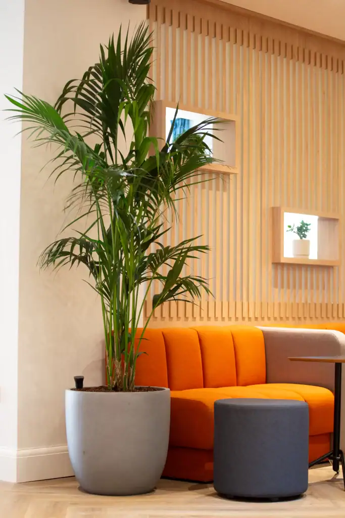 live kentia palm in grey round container from I Want Plants