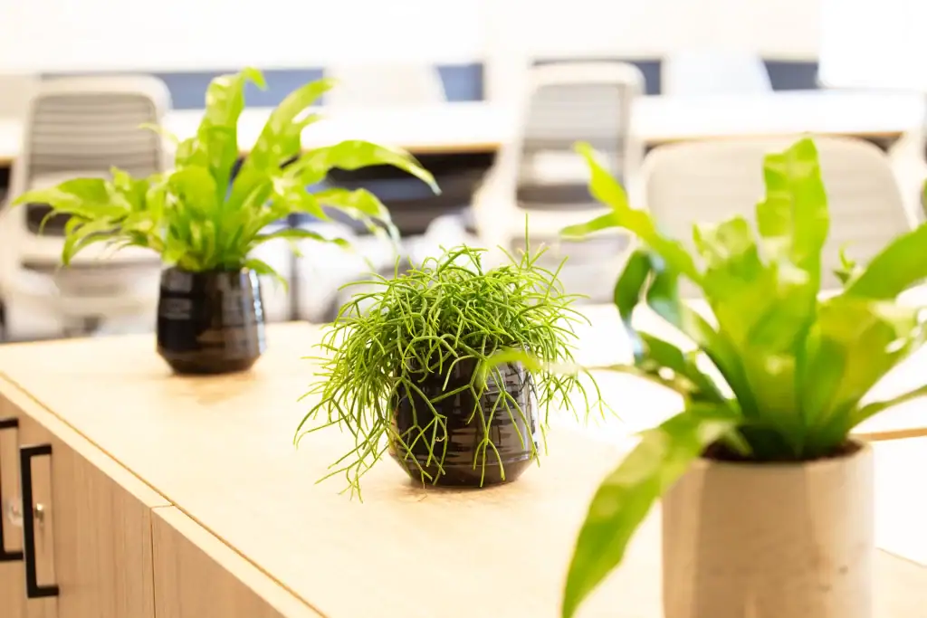 small plants in contrasting pots