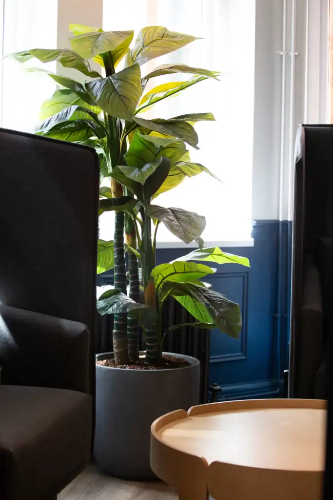 1.7m tall artificial plant in container from i want plants