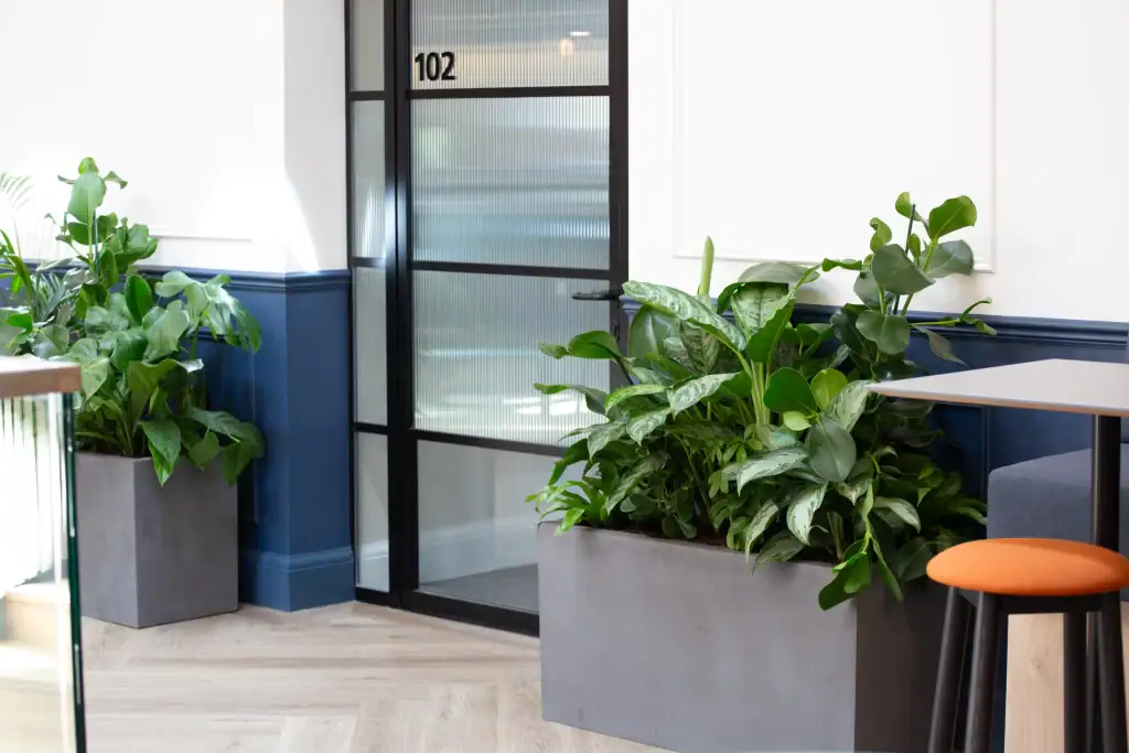 live plants in rectangular grey trough