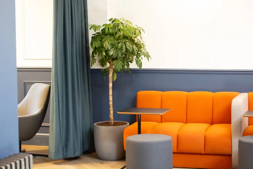 1.5m tall live plant in grey container next to orange sofa at South @cheadle royal