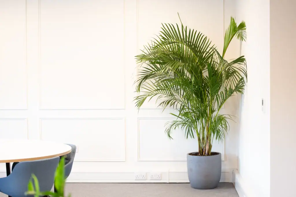 1.7m live palm plant in grey container from I Want Plants