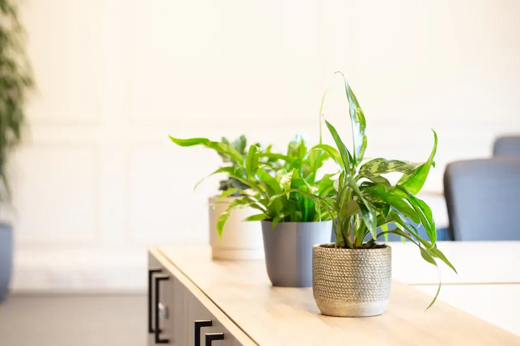 three small live plants in contrasting pots upon cupboard