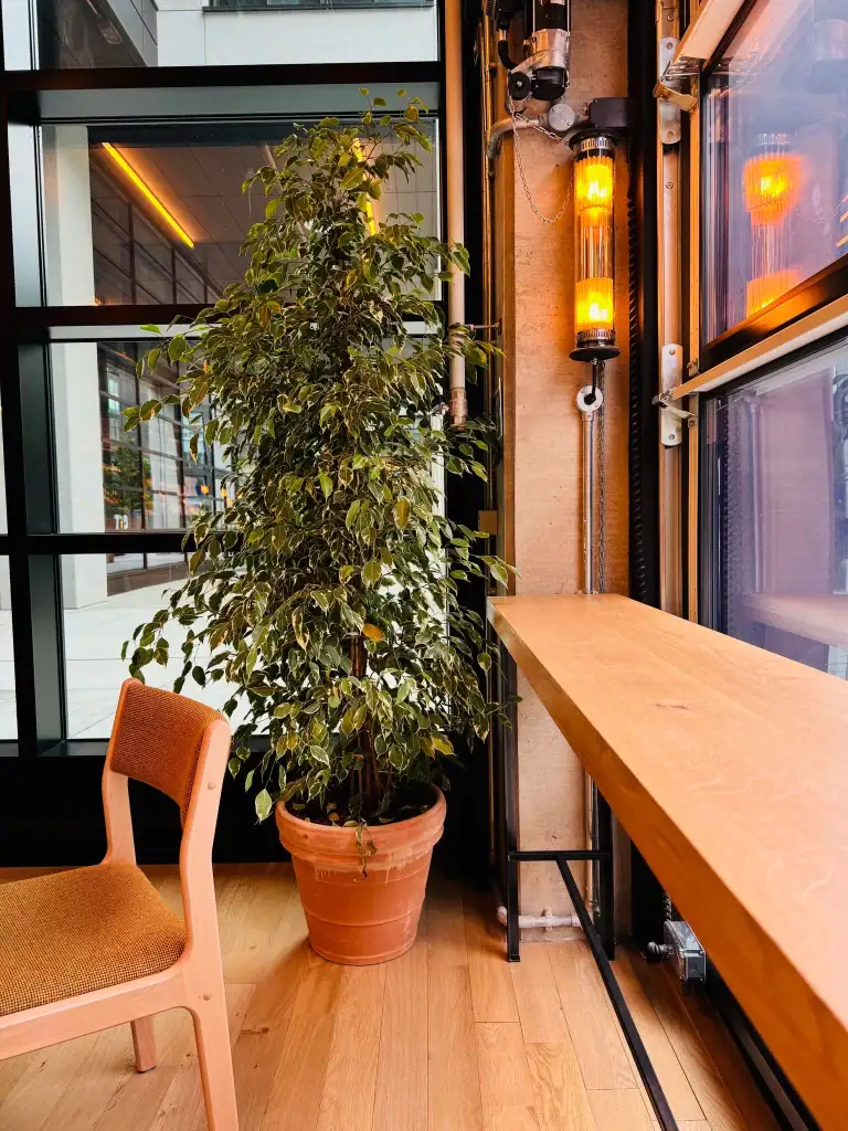 Live plants in pots at Caravan Restaurant installed by I Want Plants