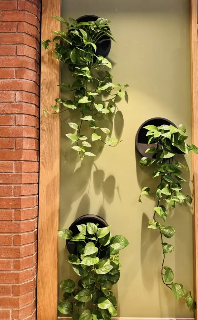 trailing plants at West Village