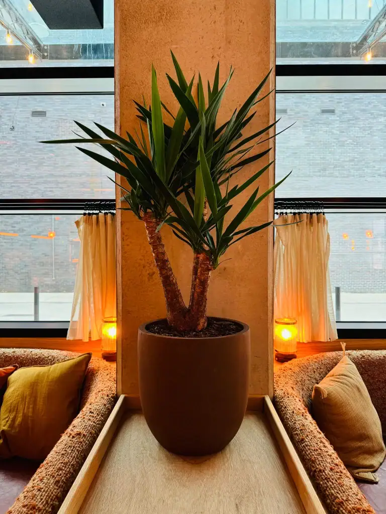 Palm plant in brown container above booth seating at Caravan Manchester