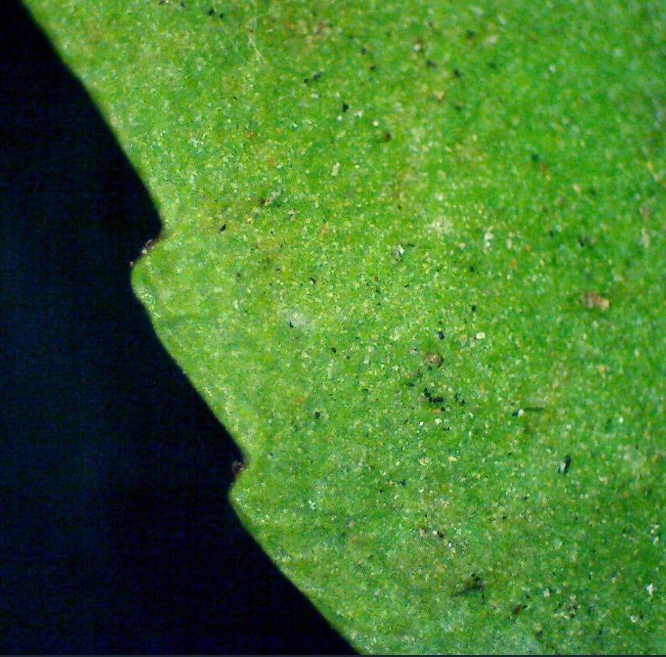 HYVERT scientific research microscopic image