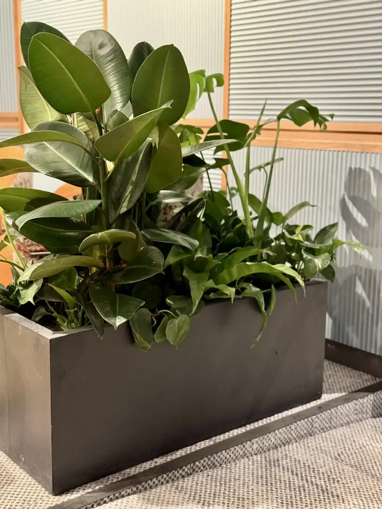 live plants in trough at West Village