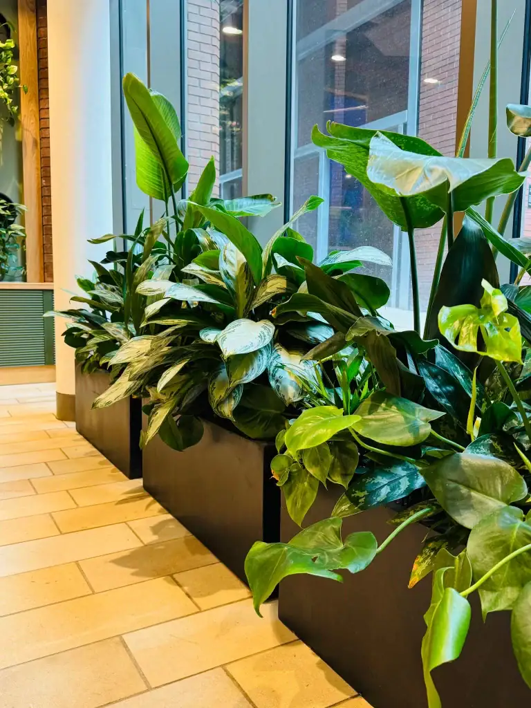 live plants in troughs all different heights at West Village