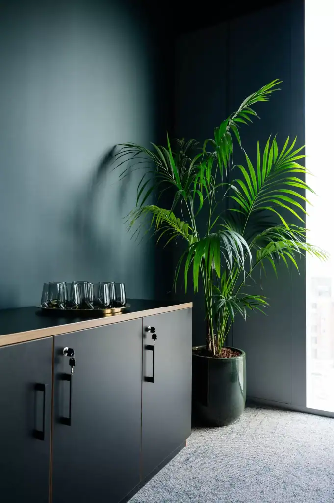 kentia palm live plant cbre liverpool