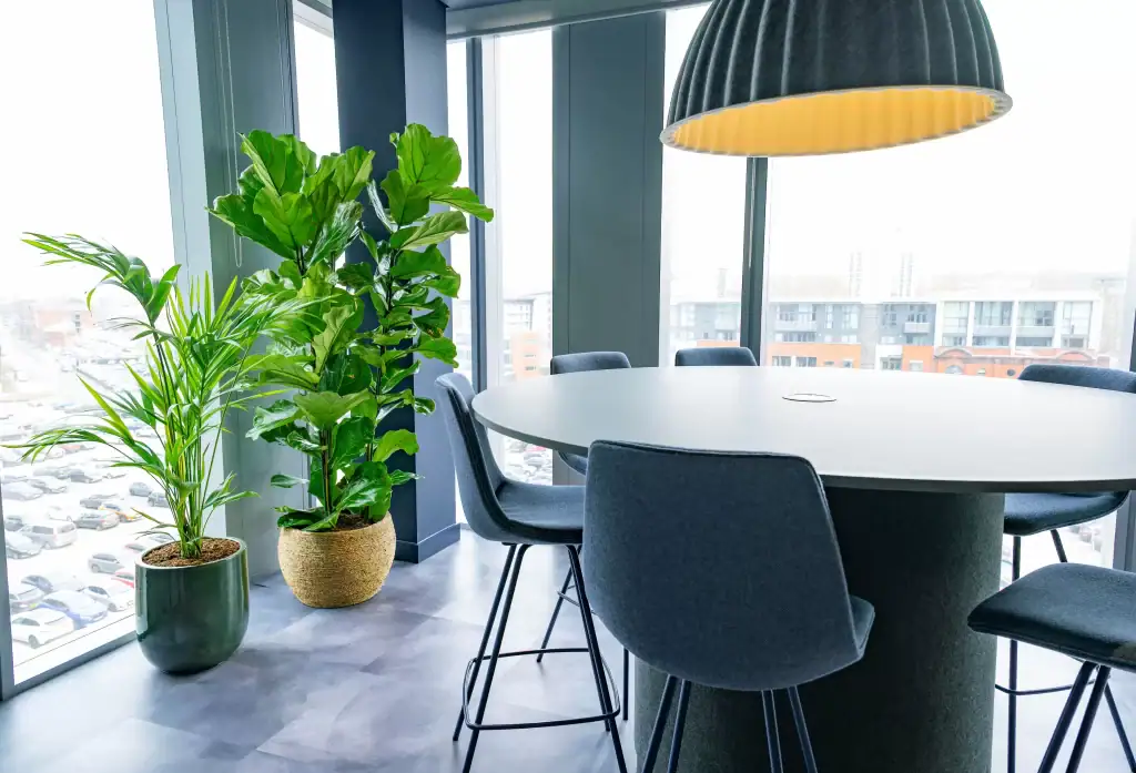 live ficus lyrata by i want plants at cbre liverpool