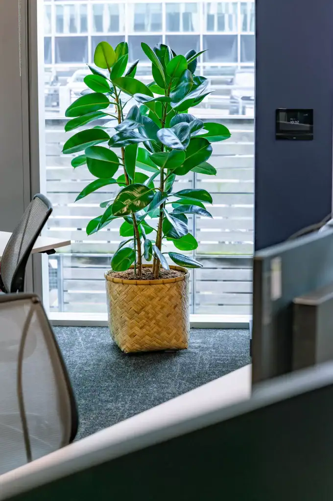 live ficus elastica plant installed by i want plants