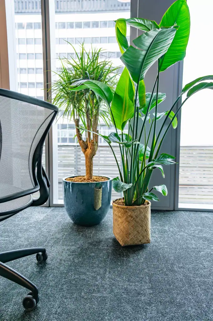 live workspace plants in contrasting containers cbre liverpool