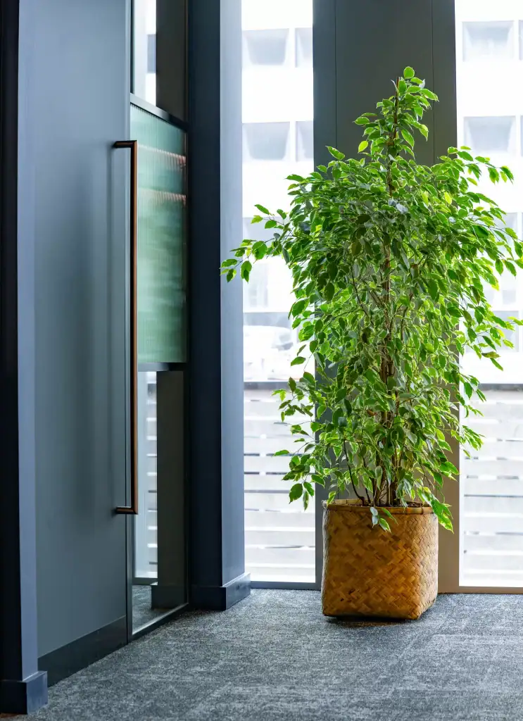 live workspace plant in wicker container by i want plants