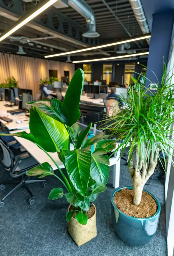 live workspace plants in contrasting containers cbre