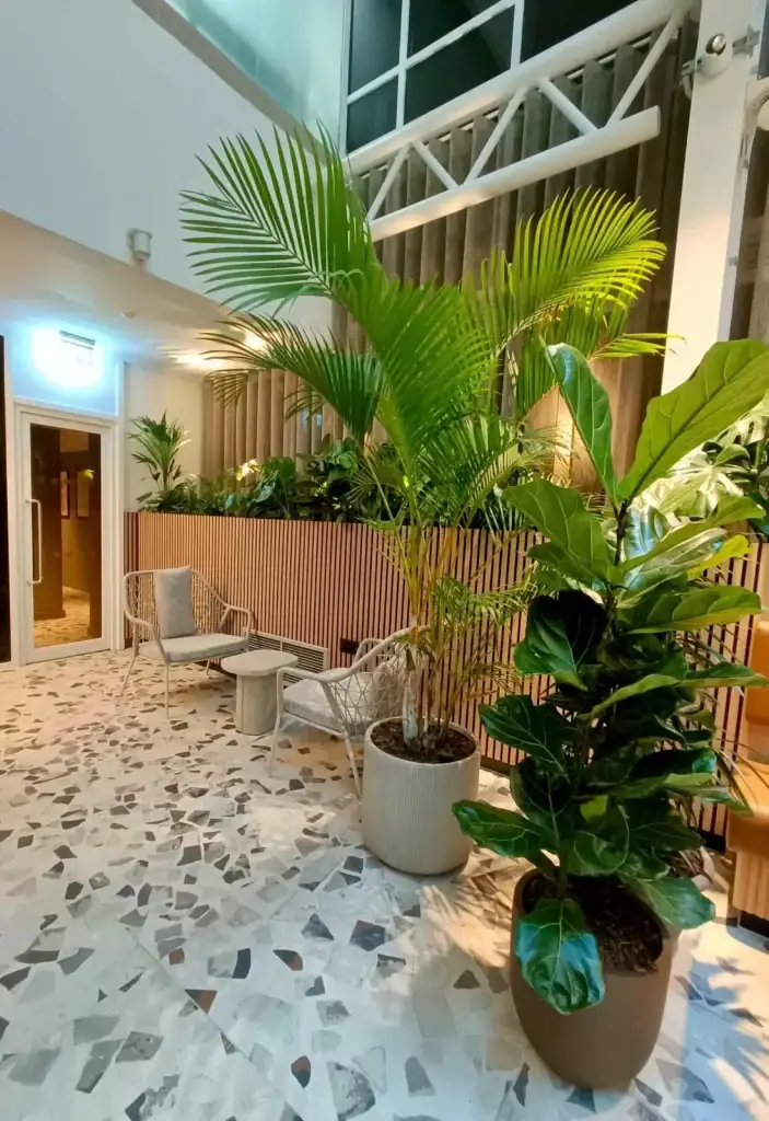 live kentia palm and ficus lyrata by i want plants at centre city birmingham