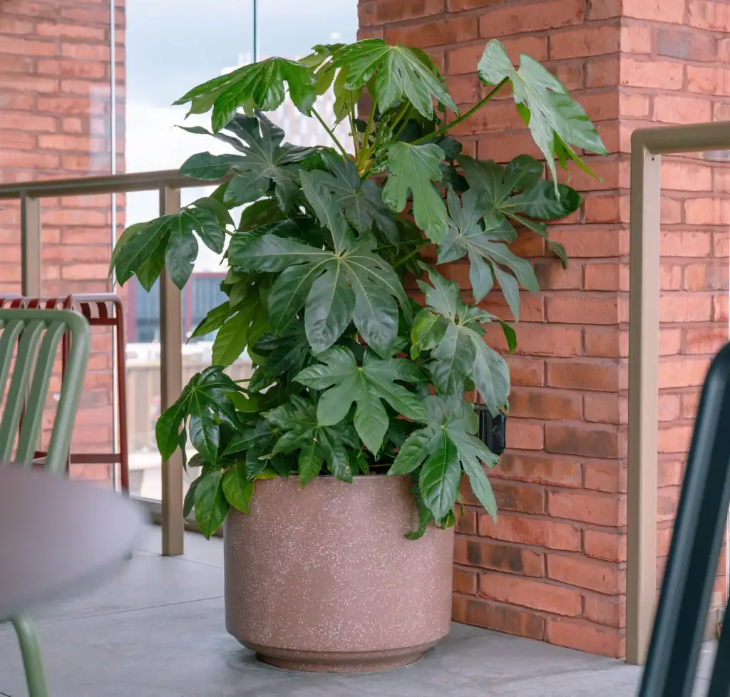 3 Circle Square Roof Terrace Plants