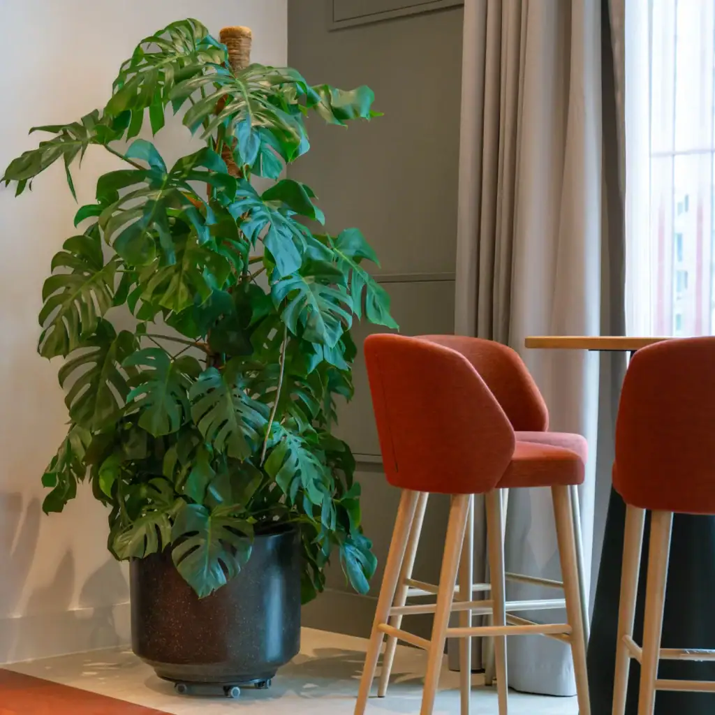 Monstera plant in black pot at 3 Circle Square
