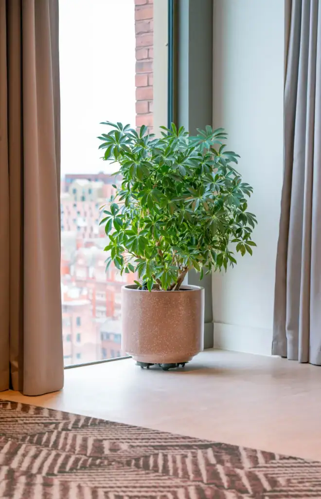 Office Plants with a view by I Want Plants